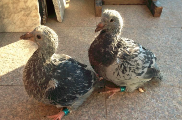 小区路面改造 改善居住环境 方便居民出行“ayx官方网站”(图1) ayx官网